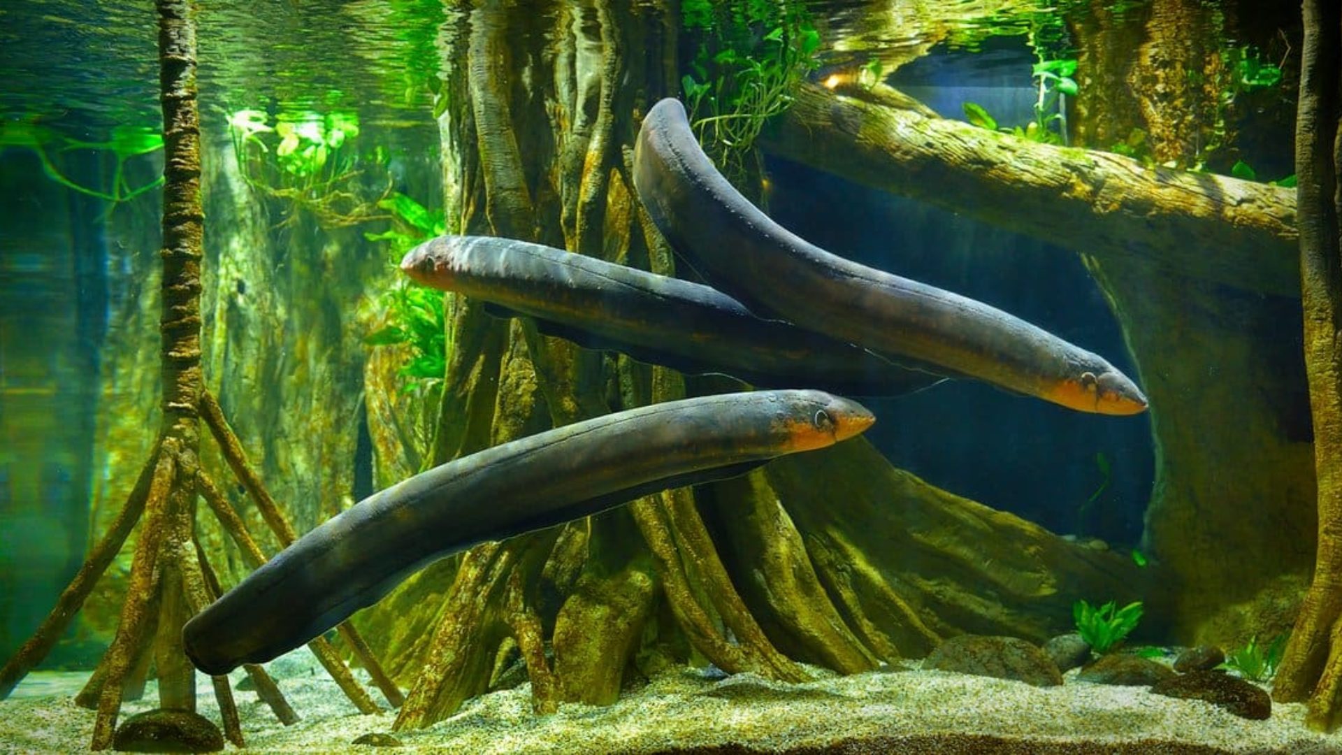 Electric_Eel