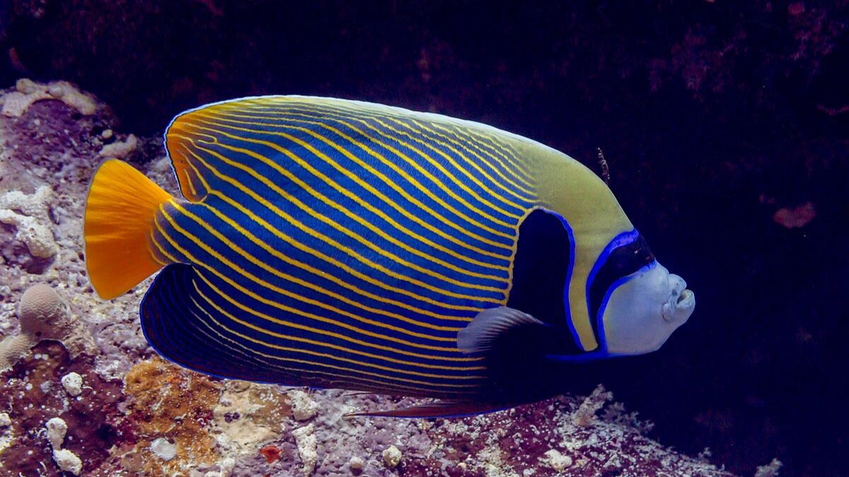 Emperor_Angelfish