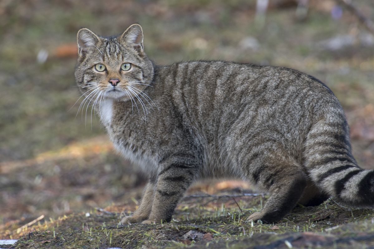 European_Wildcat