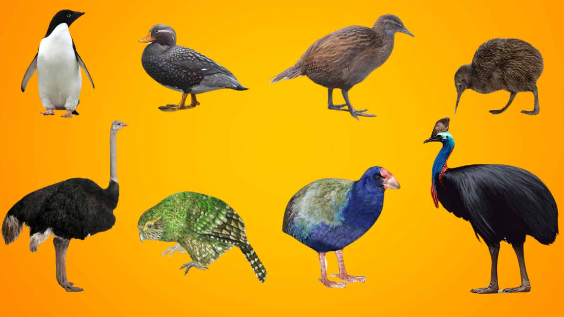 Examples_of_Flightless_Birds