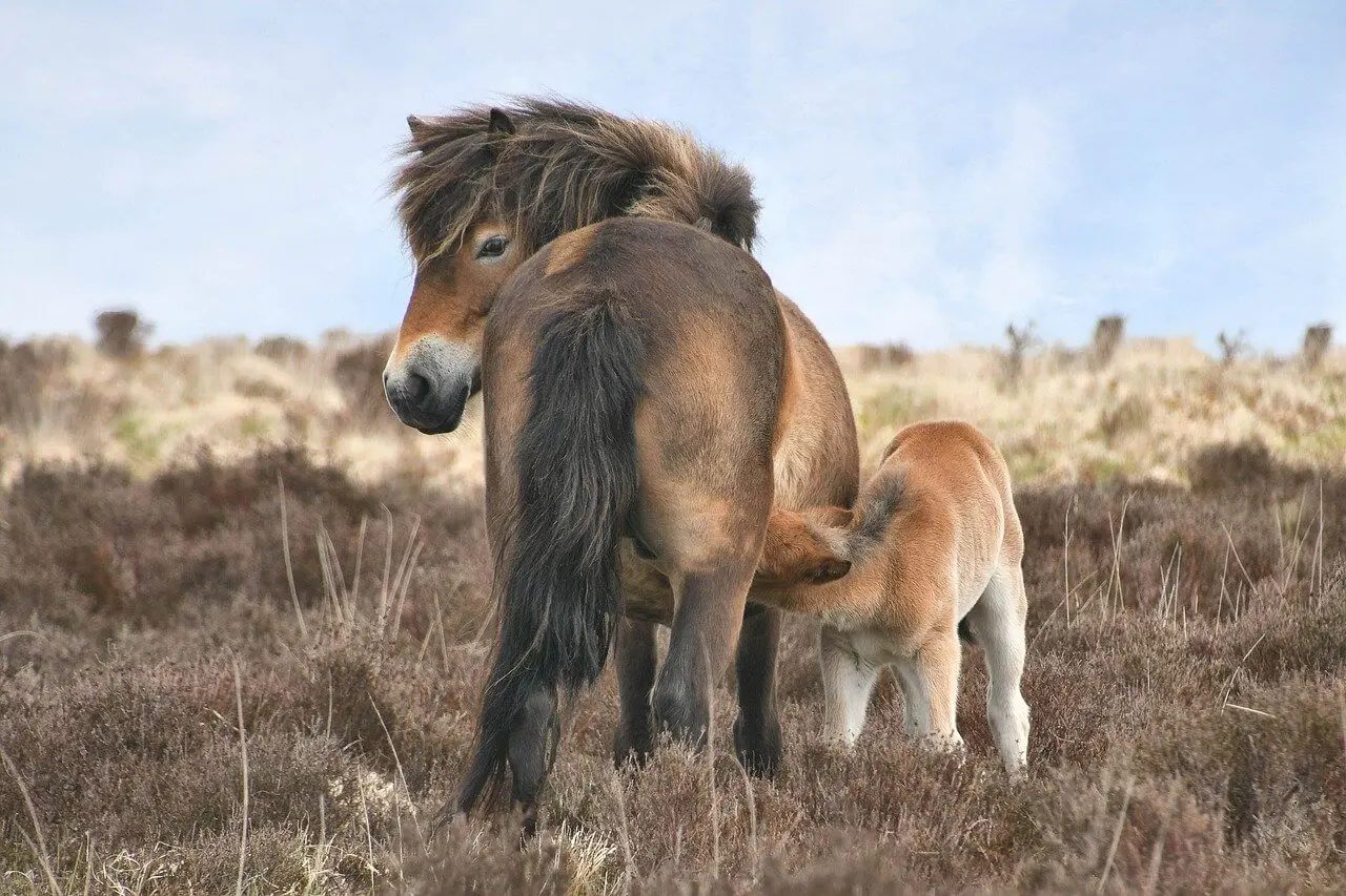 Exmoor_Pony