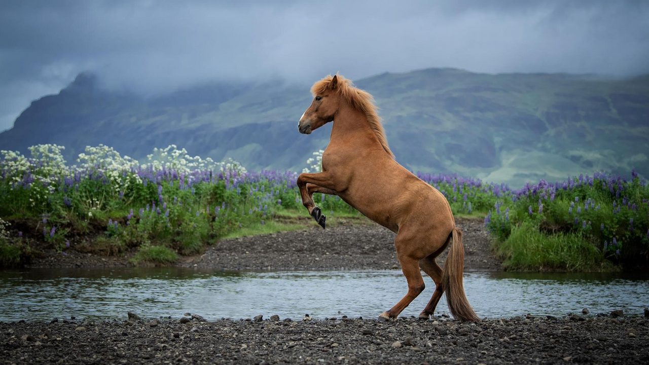 Feral_Icelandic_Horse