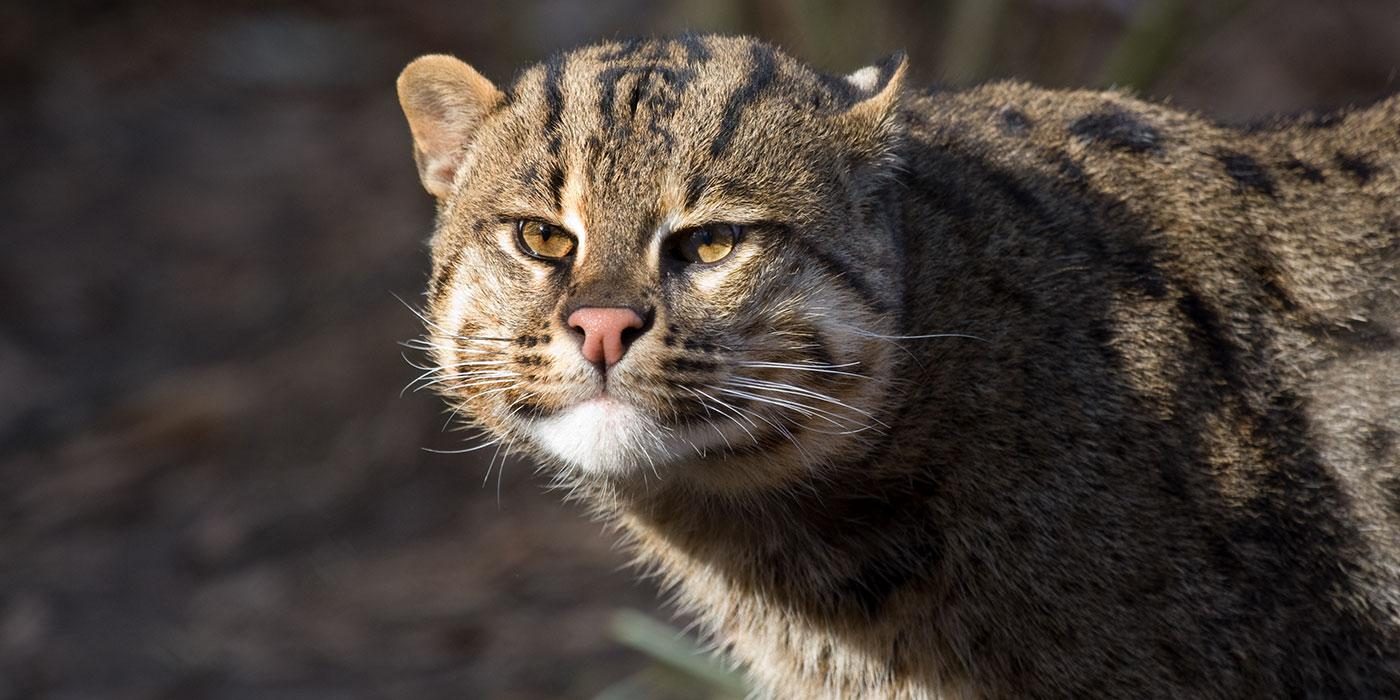 Fishing_Cat