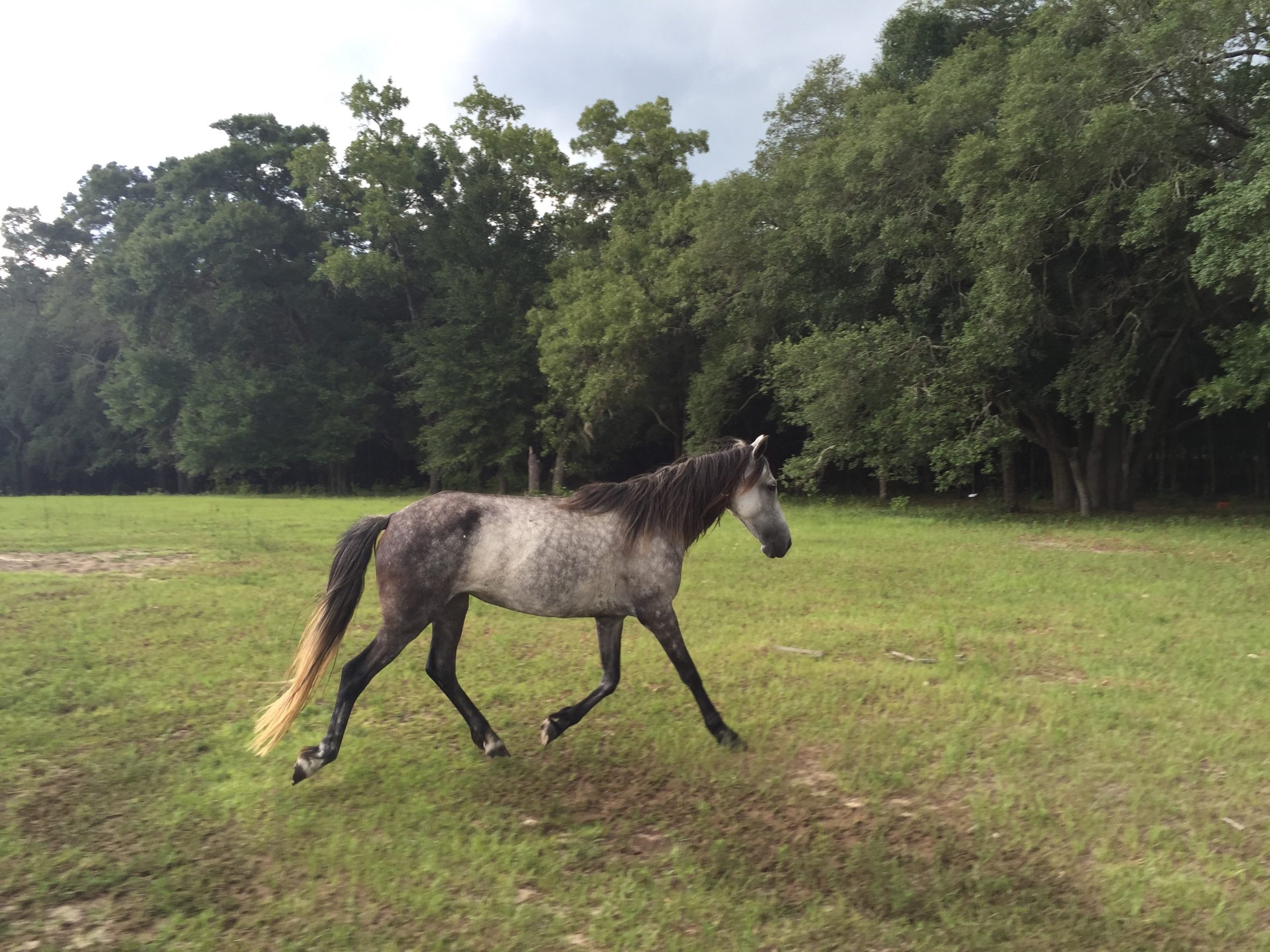 Florida_Cracker_Horse