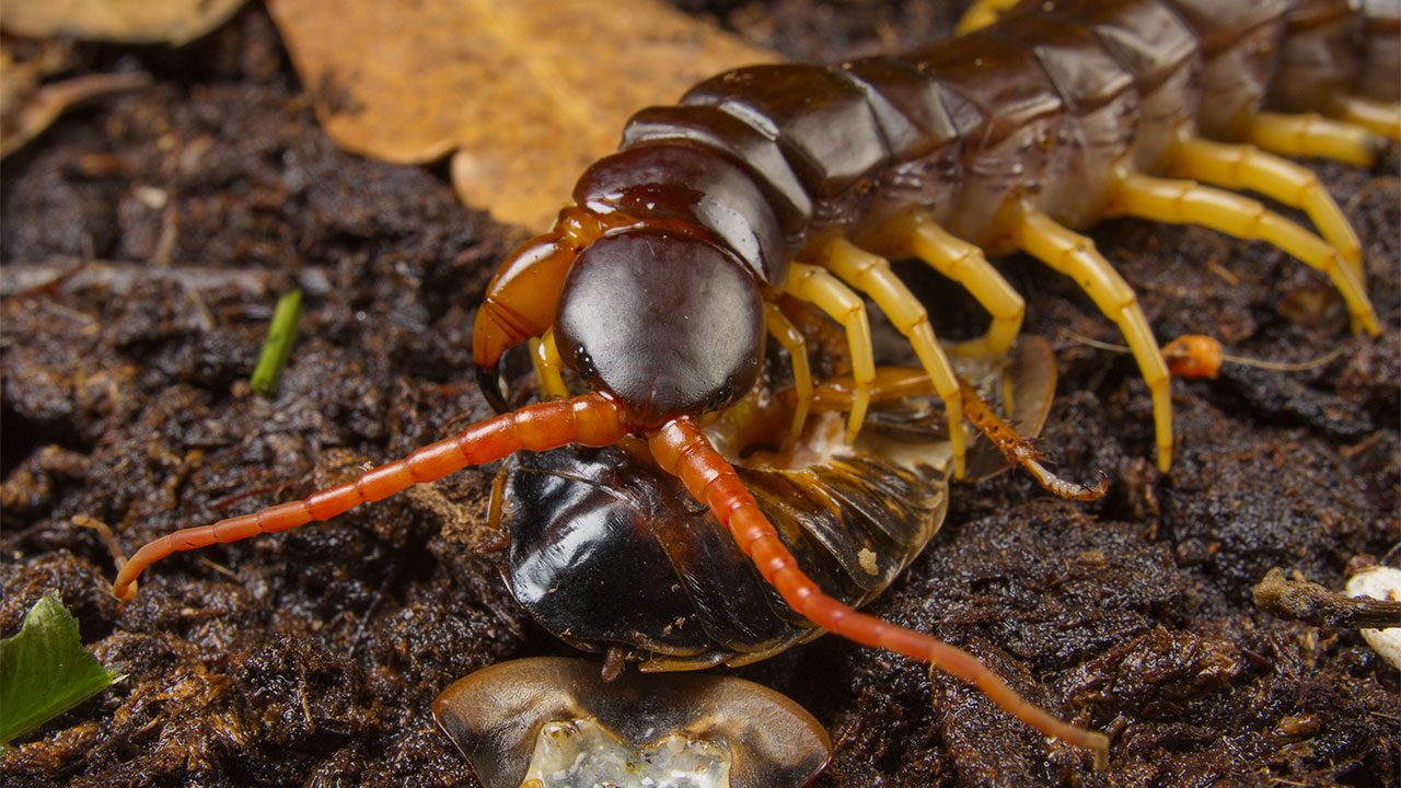 Giant_Centipede