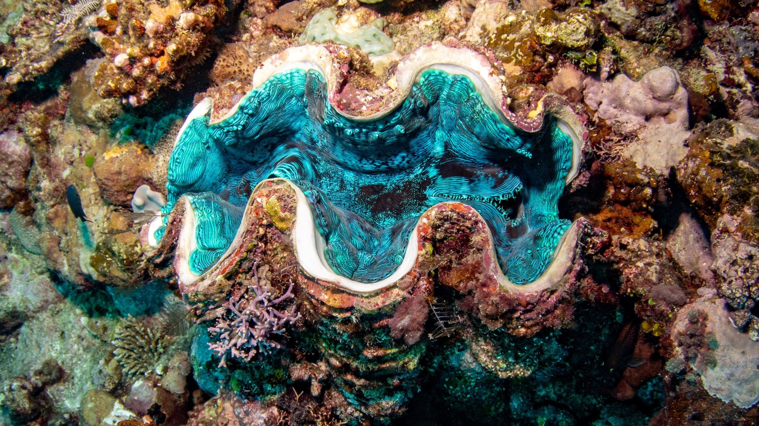 Giant_Clam