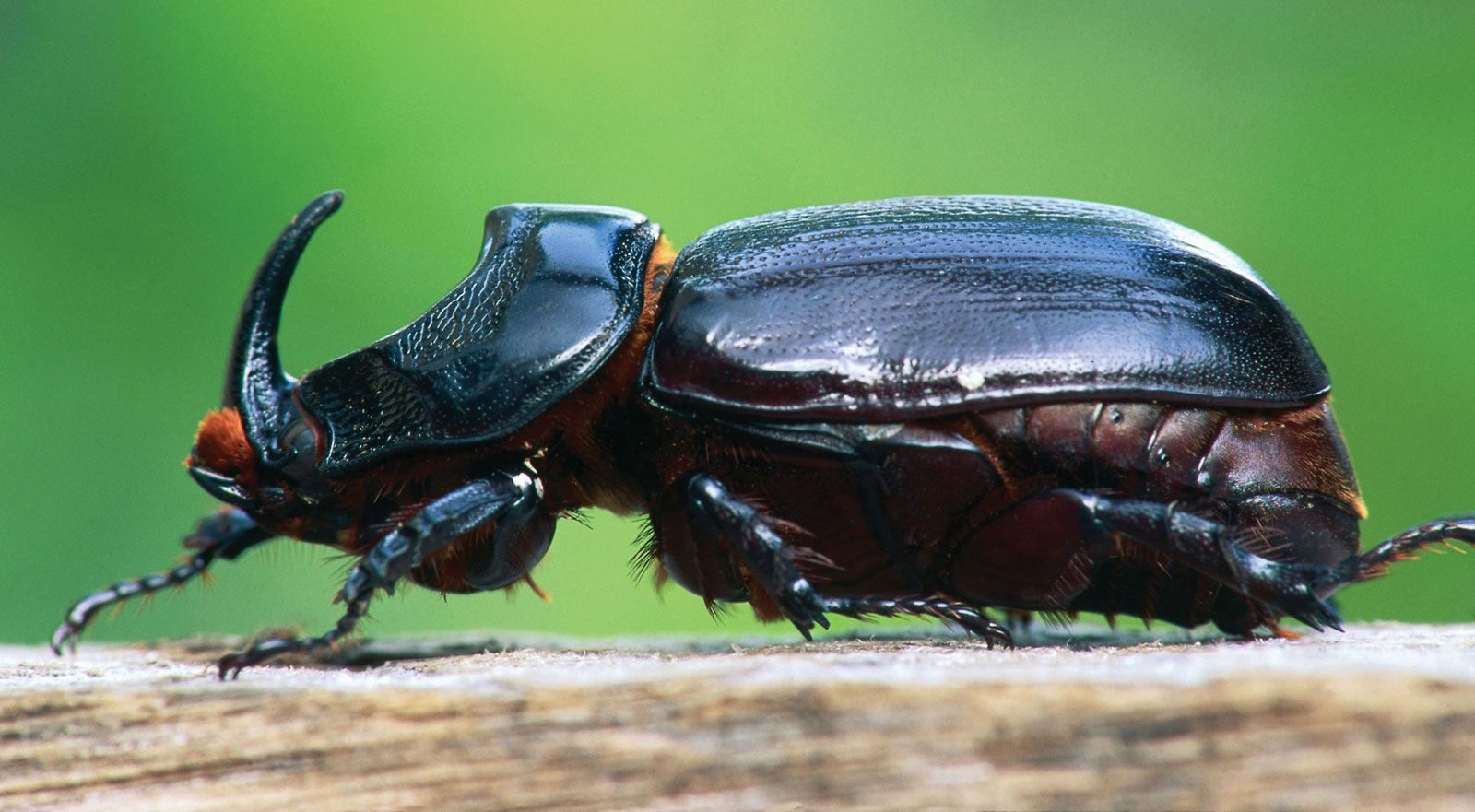 Giant_Rhinoceros_Beetle