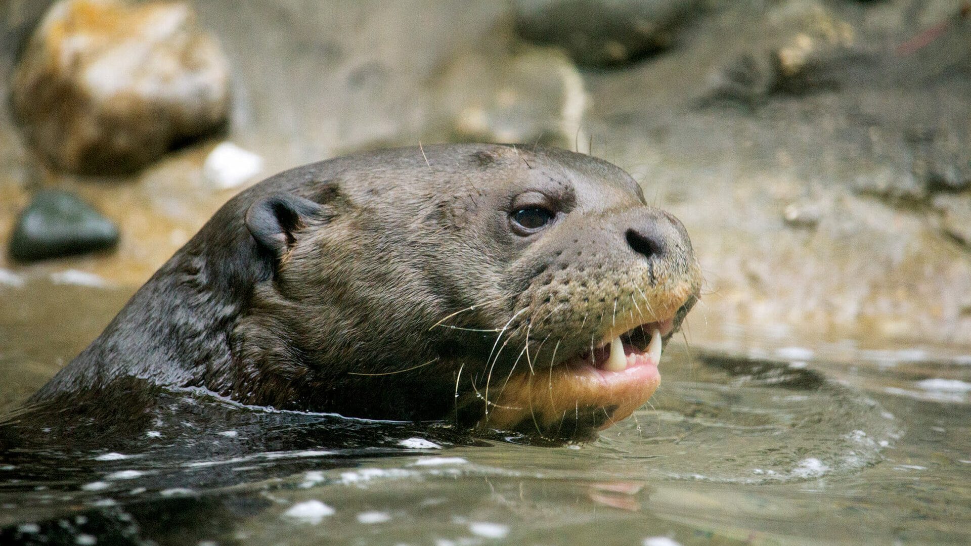 Giant_River_Otter