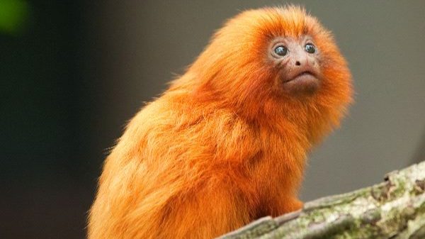 Golden_Lion_Tamarin