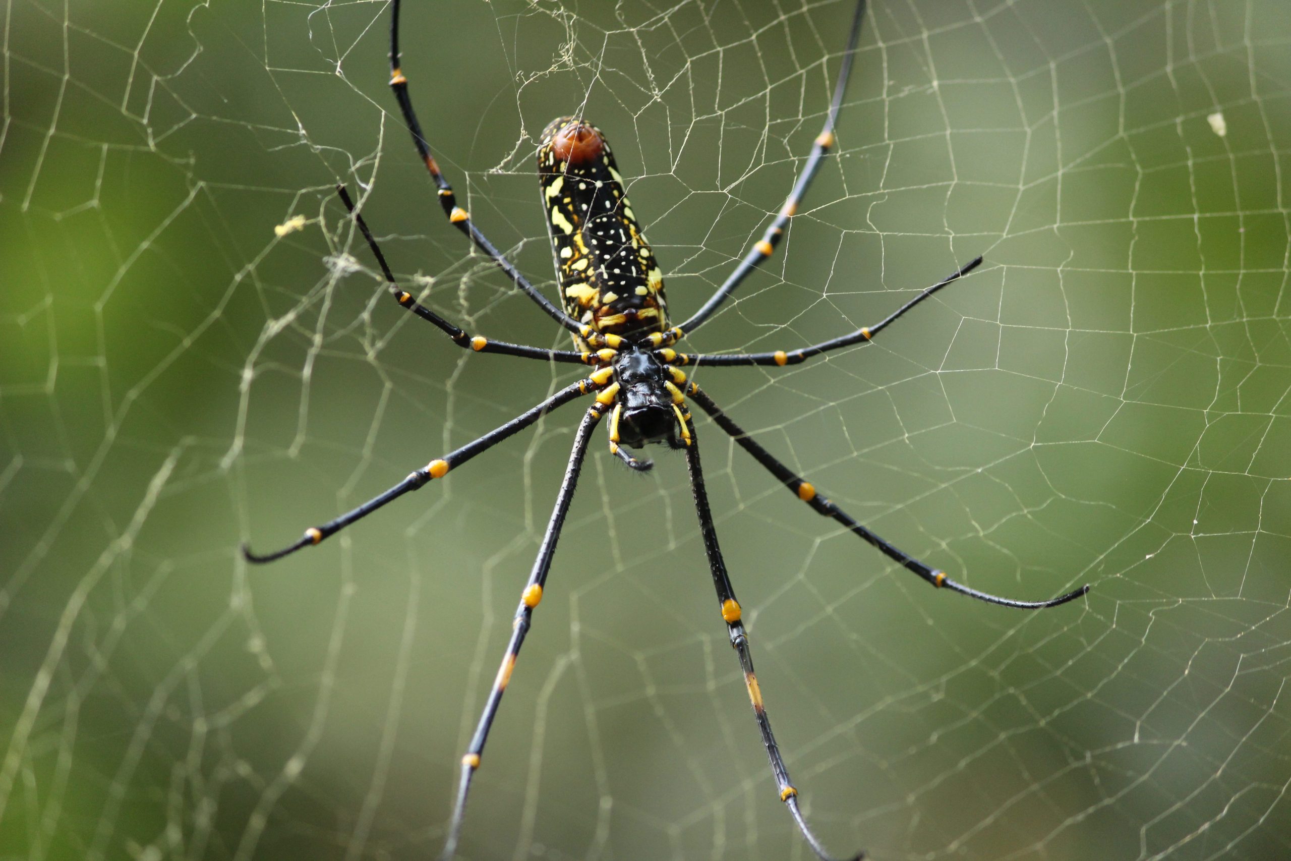 Golden_Orb_Weaver