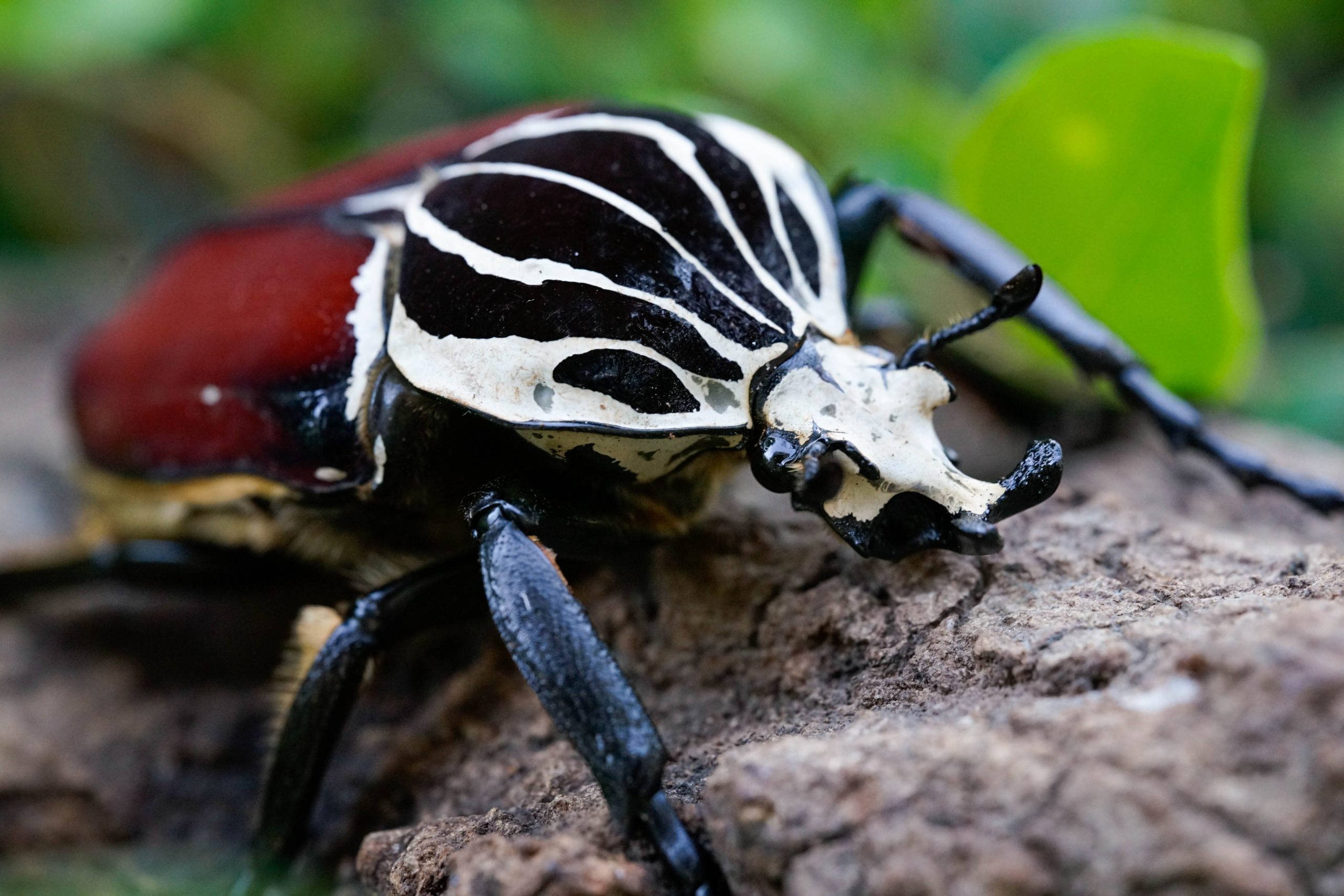 Goliath_Beetle