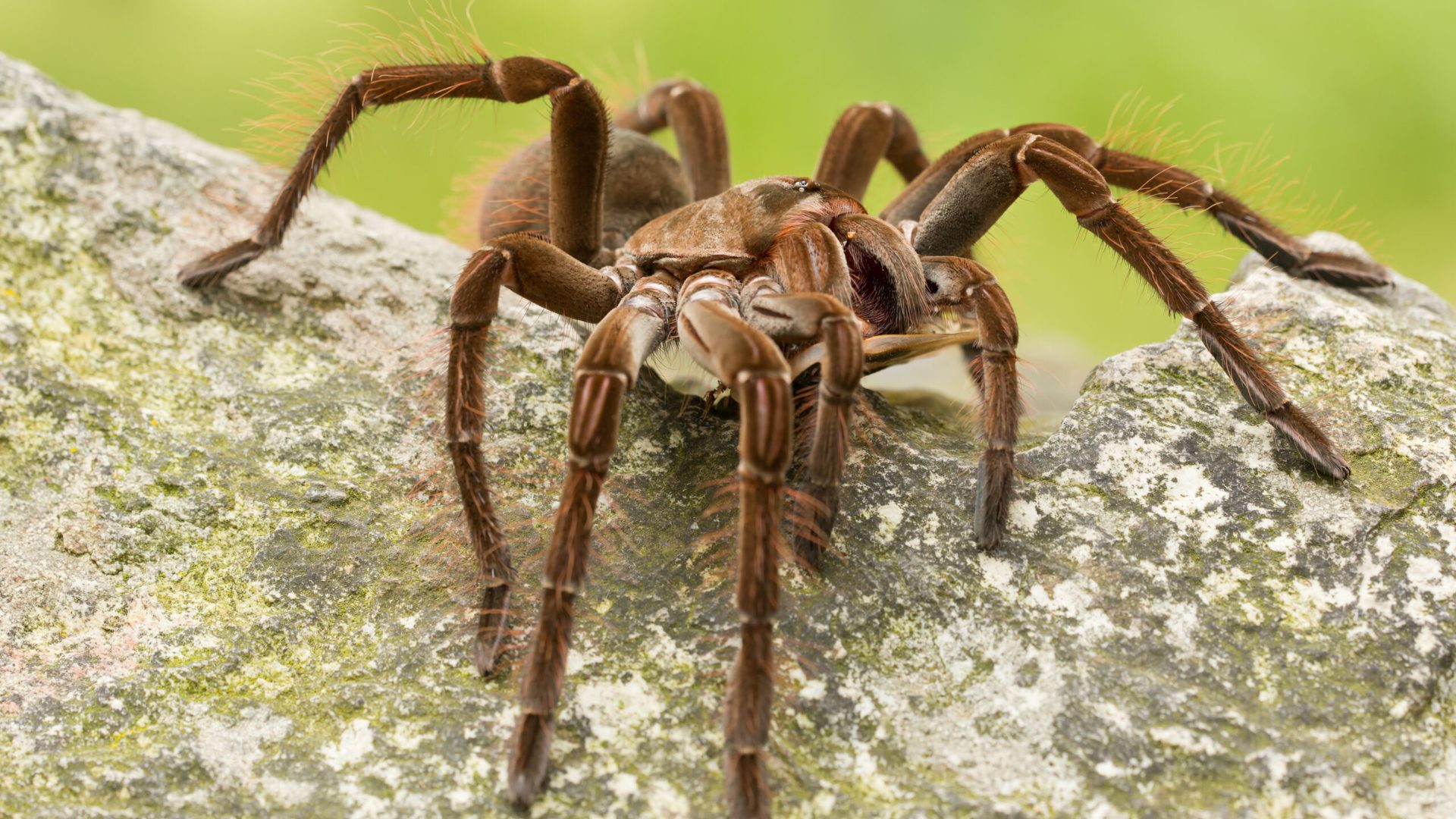 Goliath_Birdeater