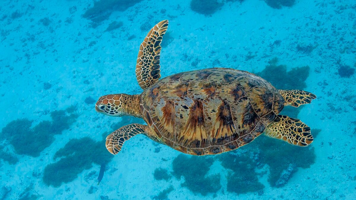 Green_Sea_Turtle