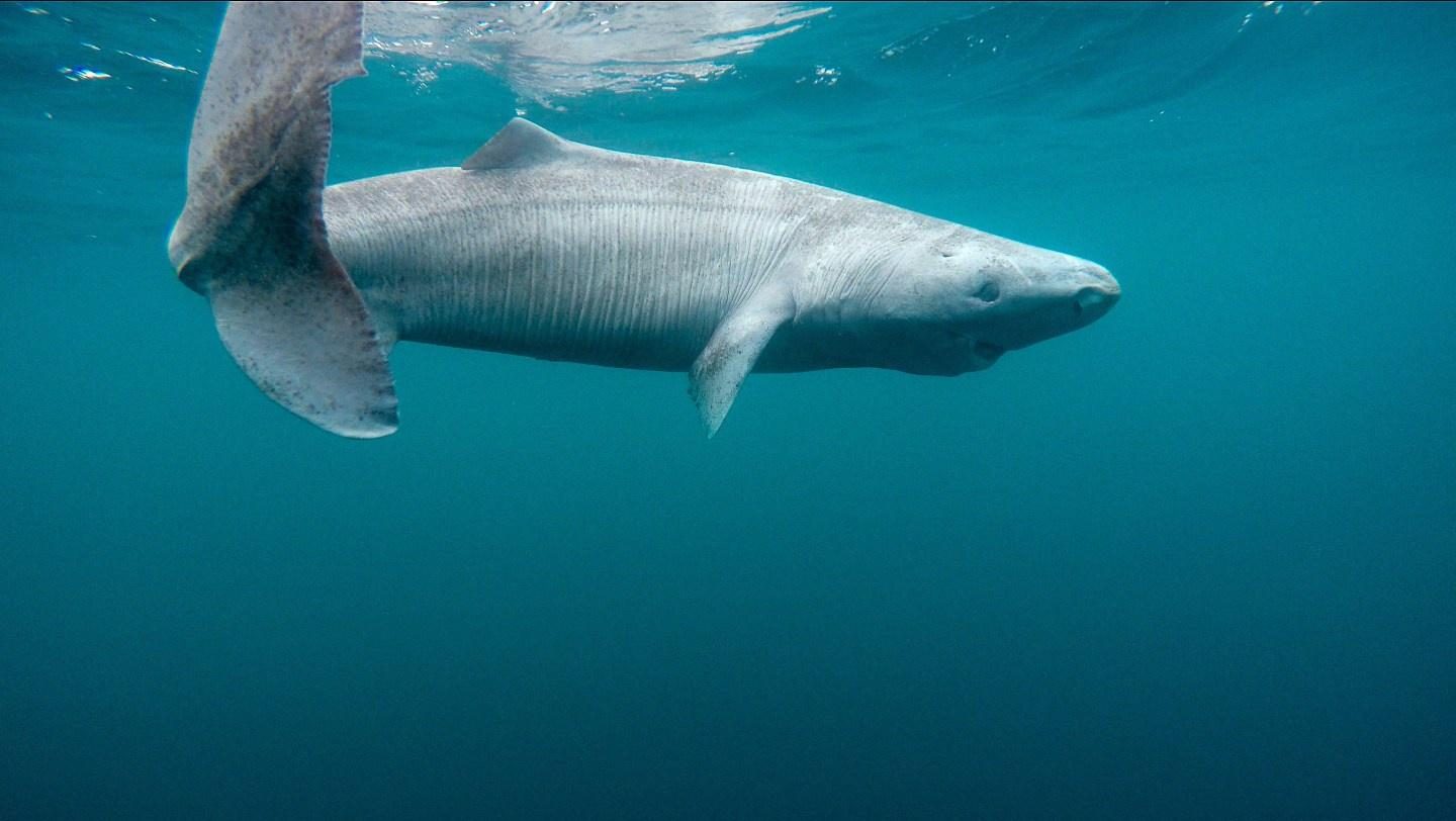 Greenland_Shark