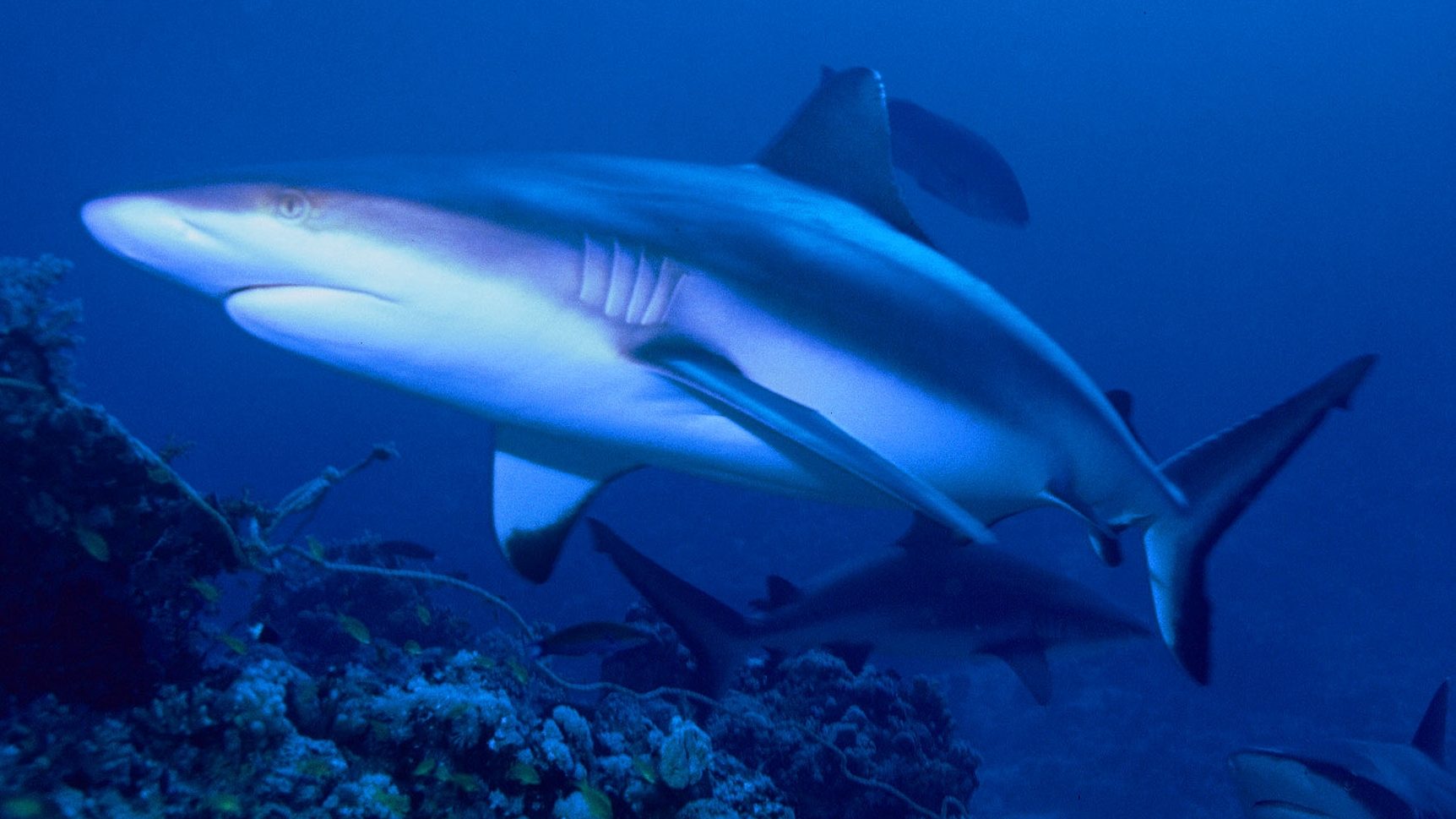 Grey_Reef_Shark