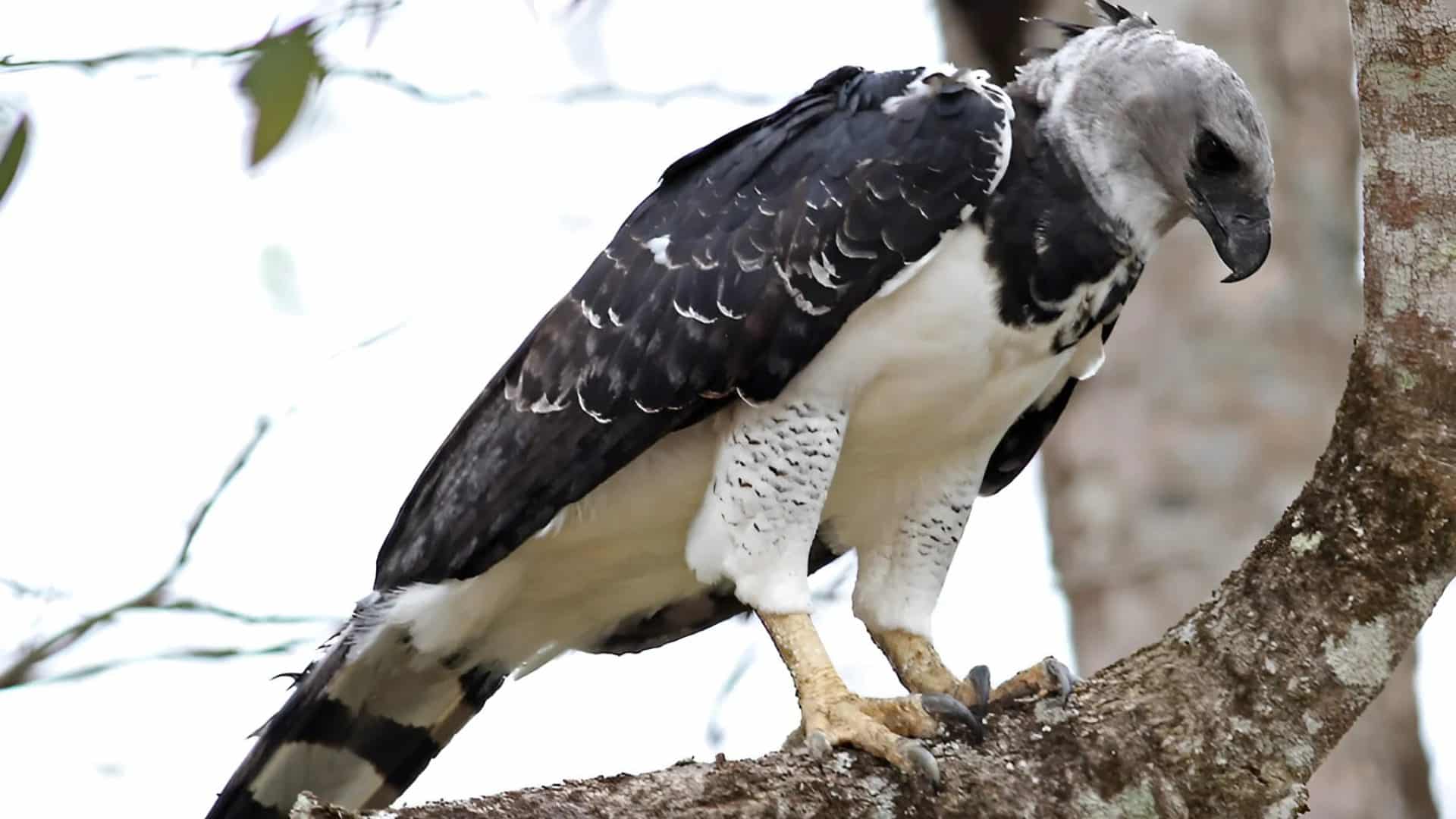 Harpy_Eagle