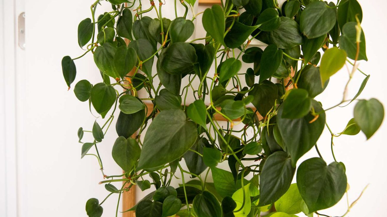 Heartleaf_Philodendron