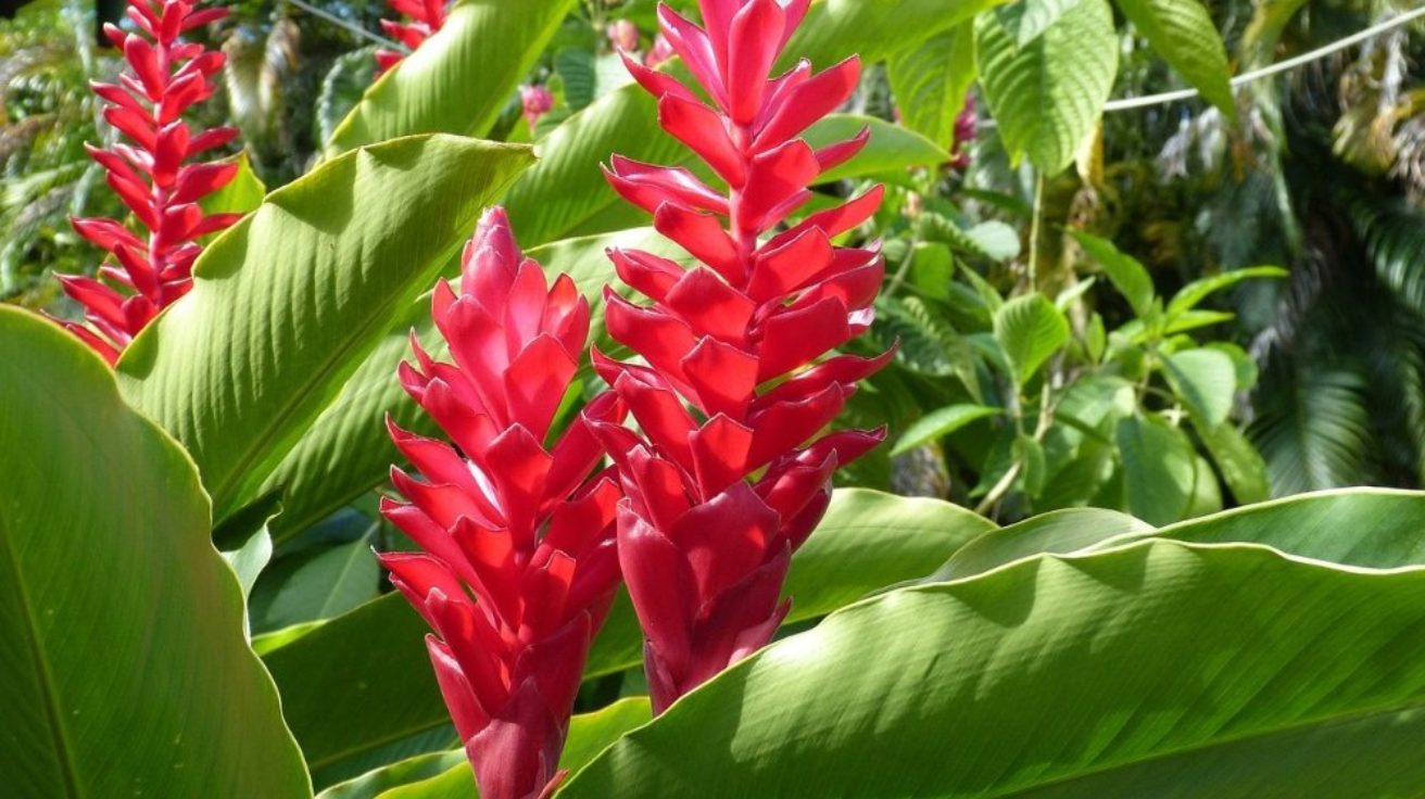 Heliconia