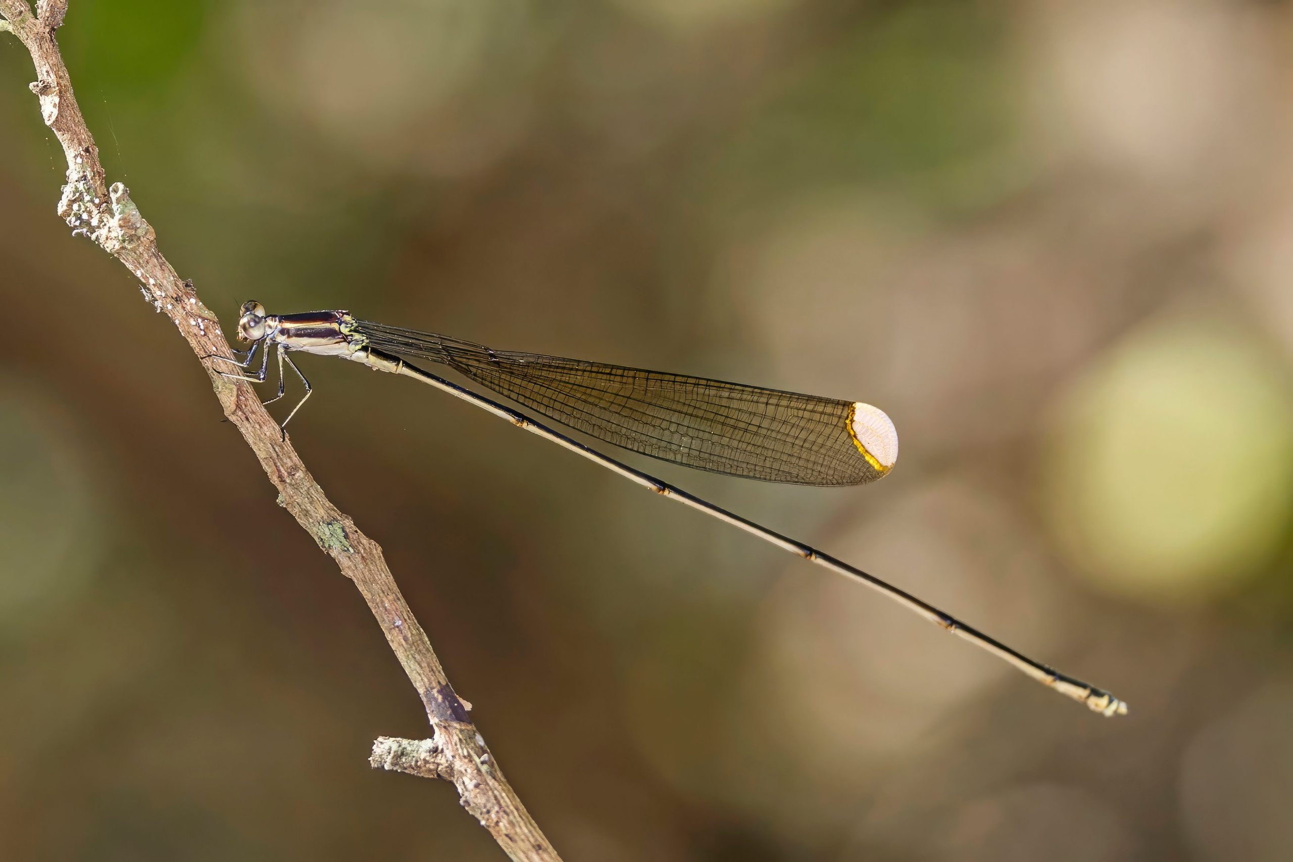 Helicopter_Damselfly