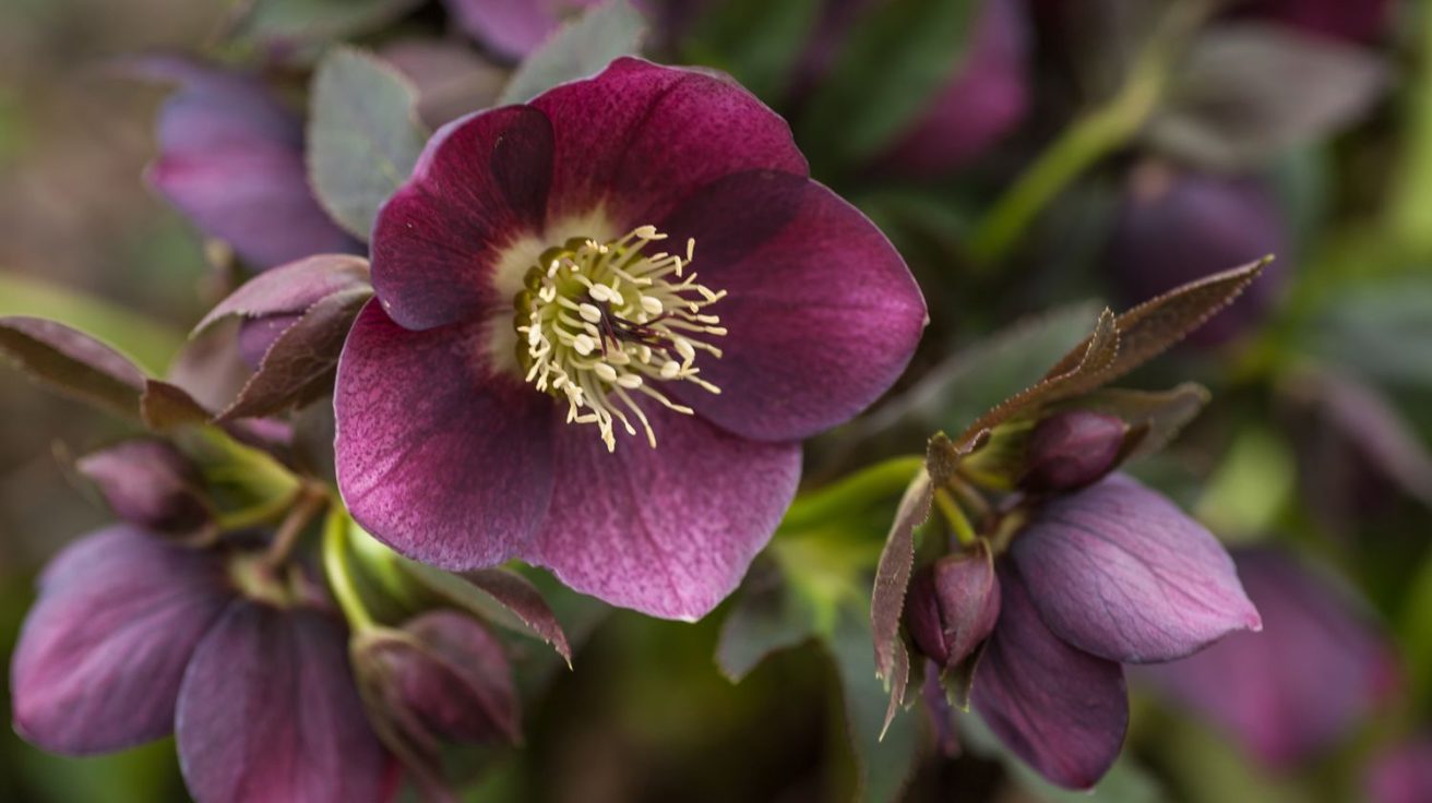 Hellebore