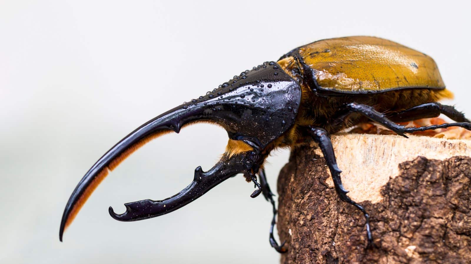 Hercules_Beetle