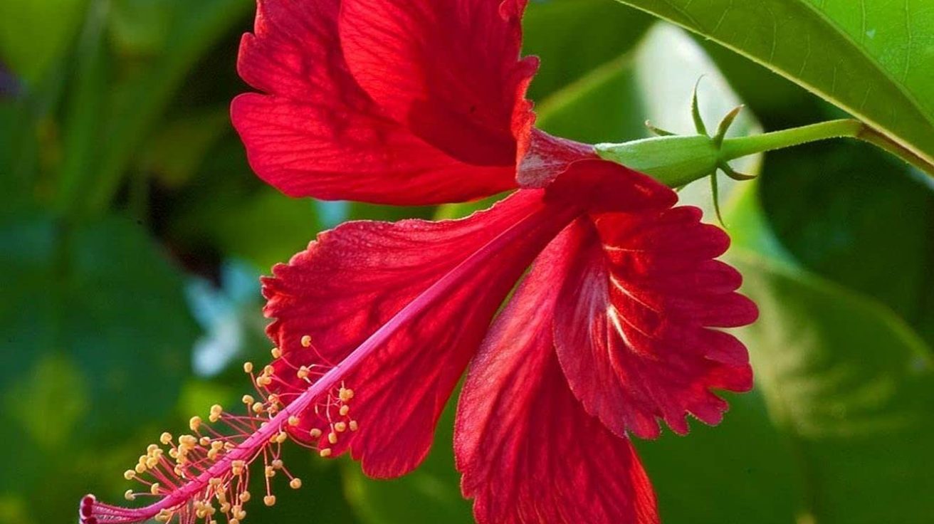 Hibiscus