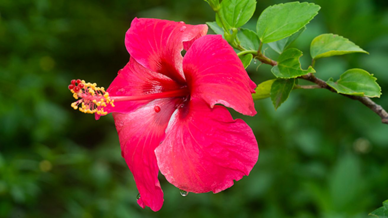 Hibiscus_Rosa-Sinensis