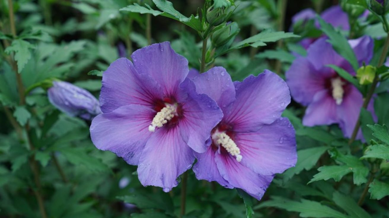 Hibiscus_Syriacus