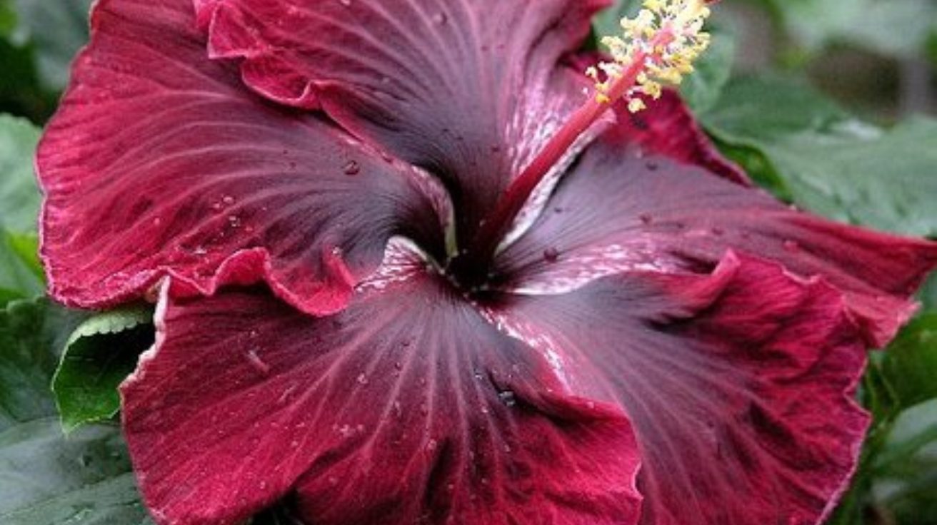 Hibiscus_Tropical_Queen