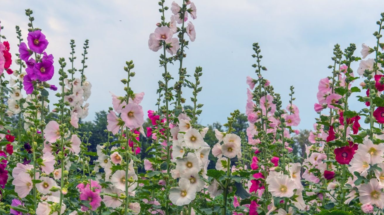 Hollyhock