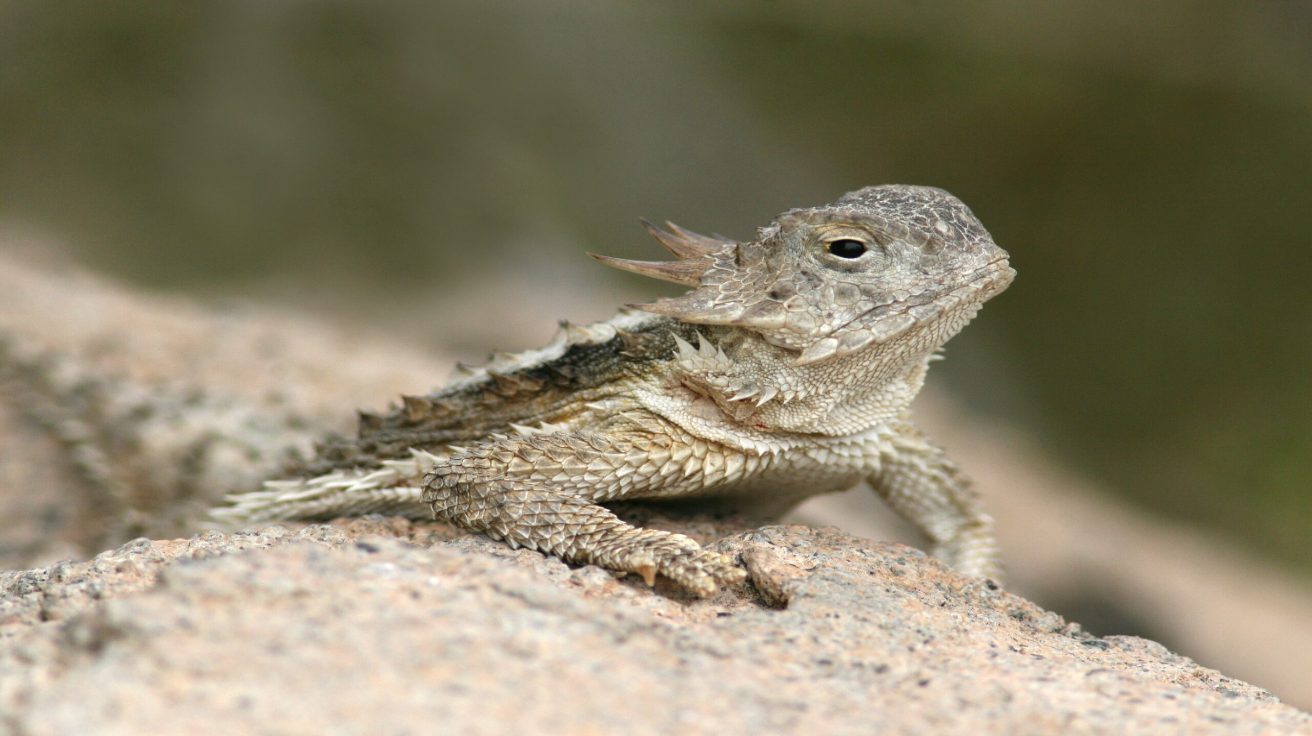 Horned_Lizard