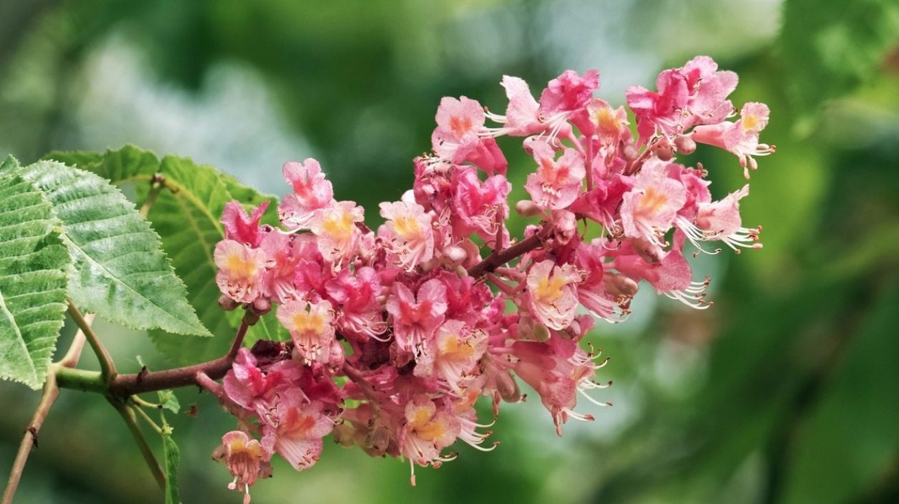 Horse_Chestnut_Flower