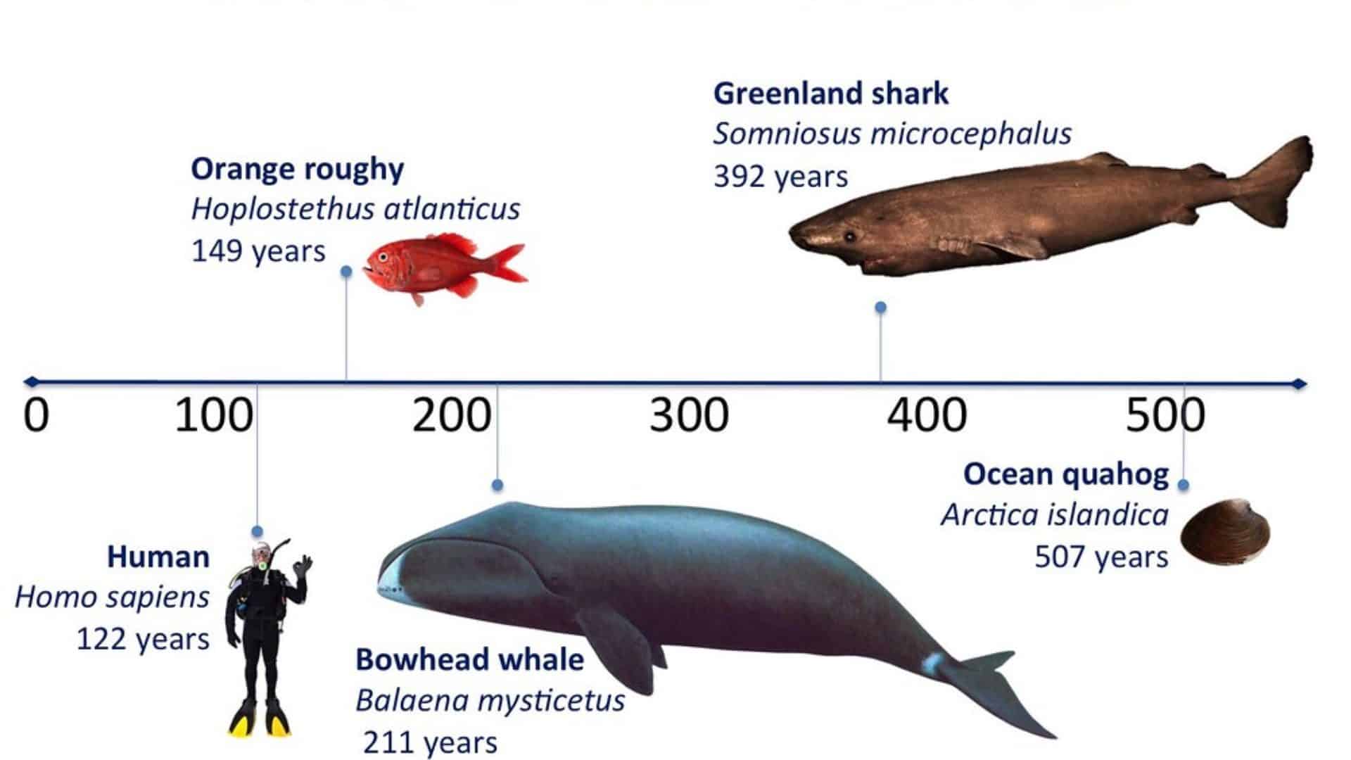 How_Long_Do_Sharks_Live_The_Aging_Process