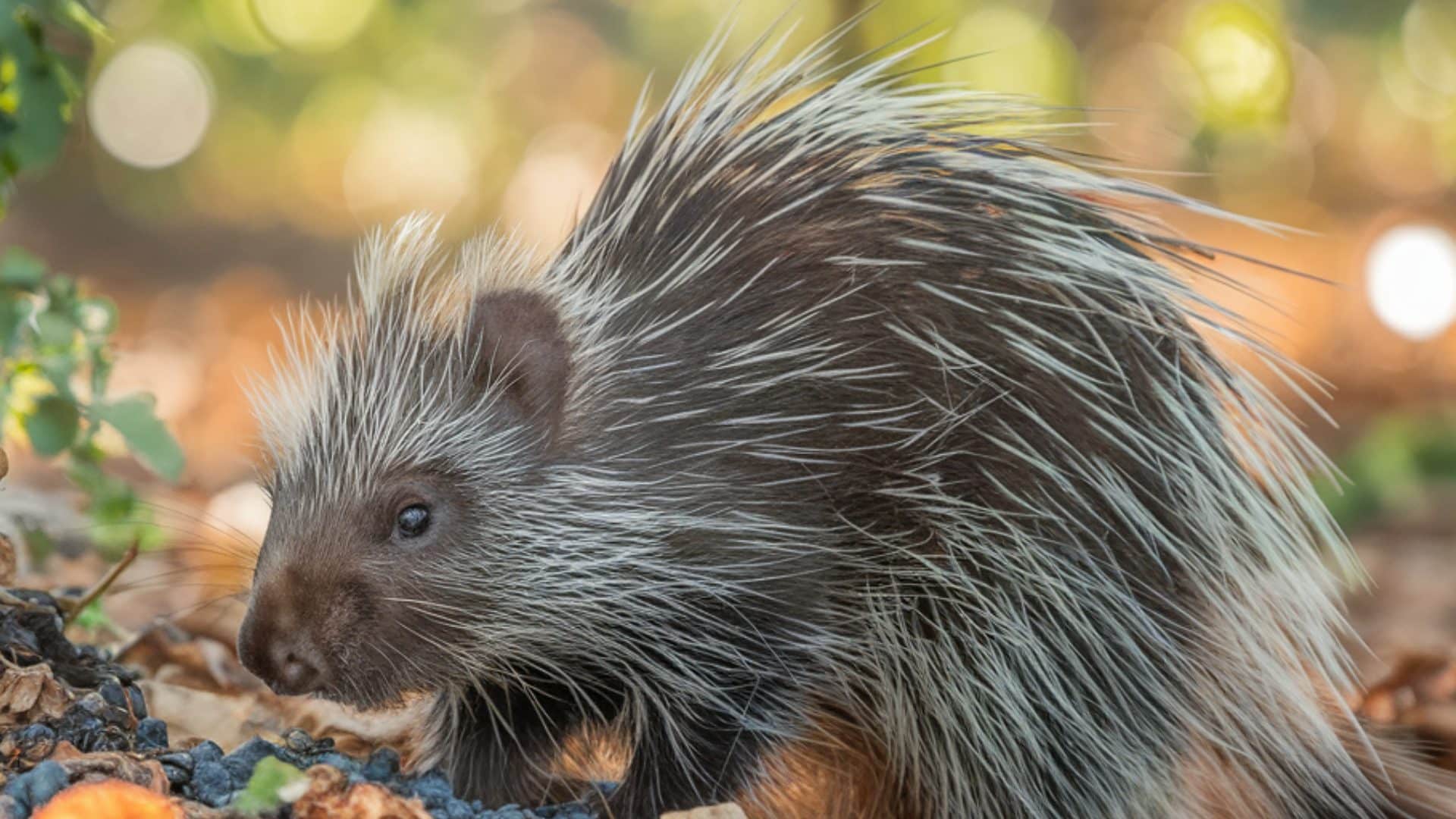 How_do_Porcupines_Forage_and_Eat