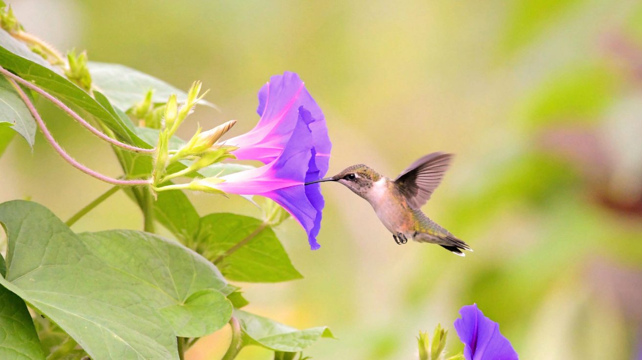 Hummingbird_Flower