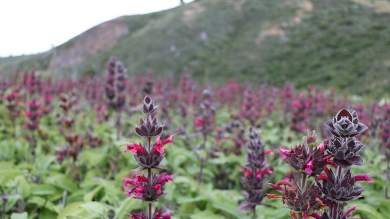 Hummingbird_Sage