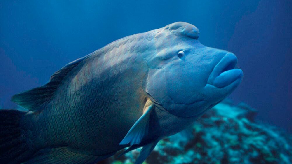 Humphead_Wrasse