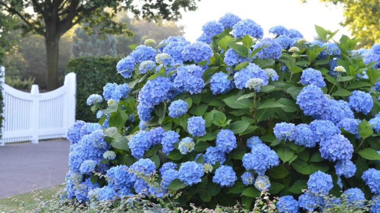 Hydrangea