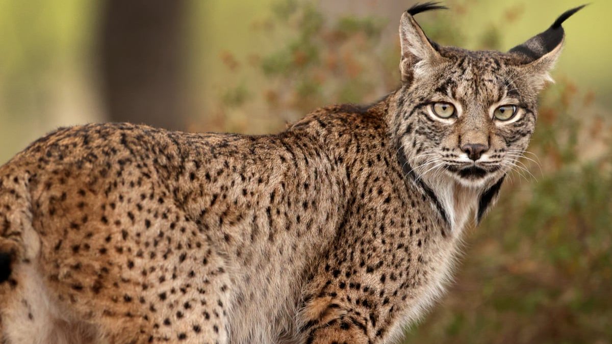 Iberian_Lynx