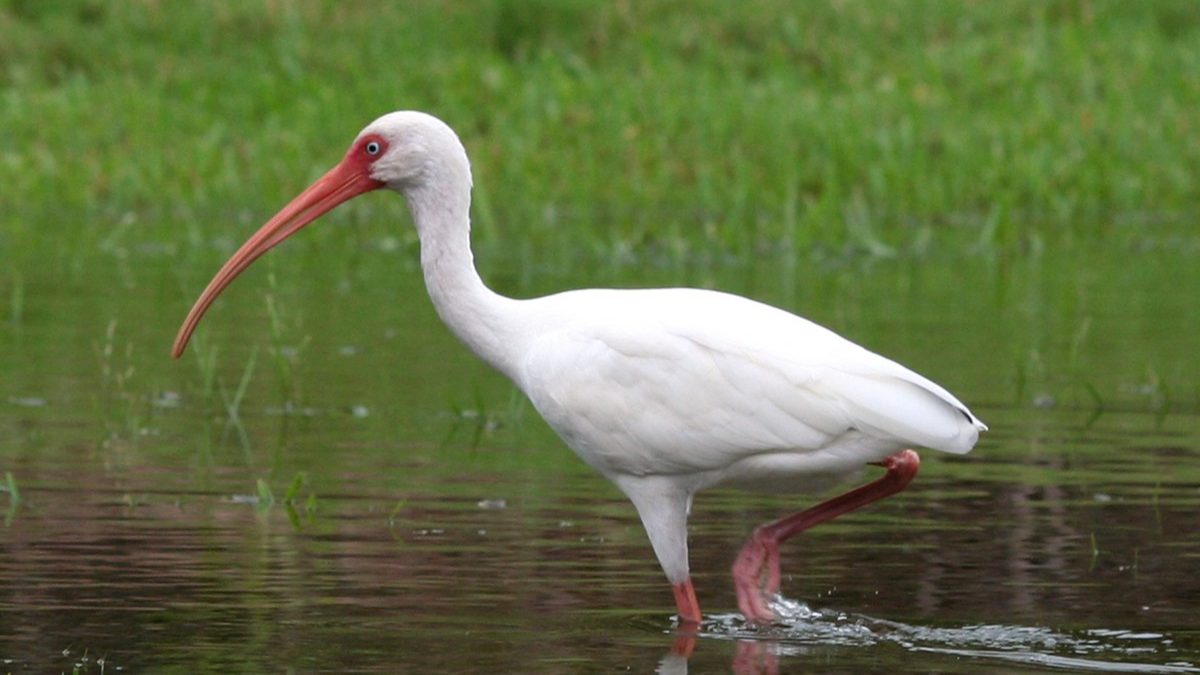 Ibis