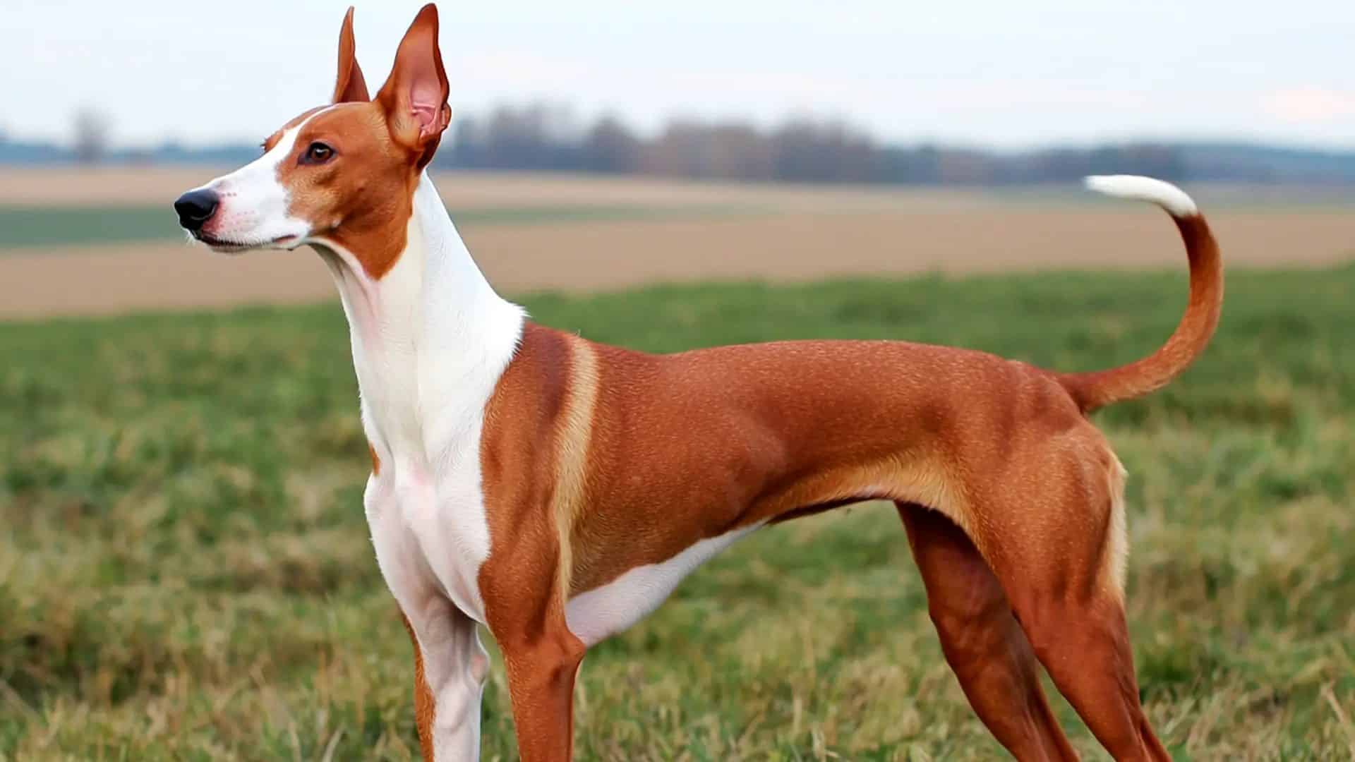 Ibizan_Hound