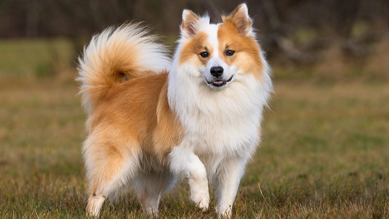 Icelandic_Sheepdog