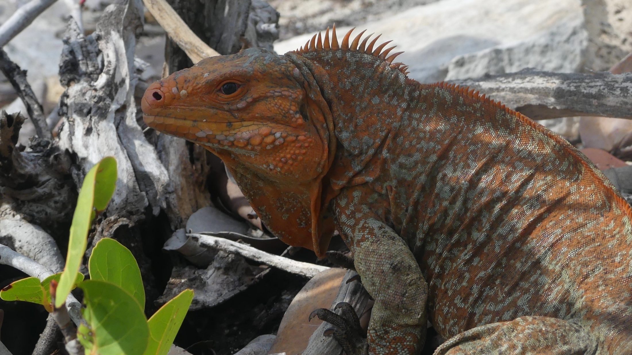 Iguana