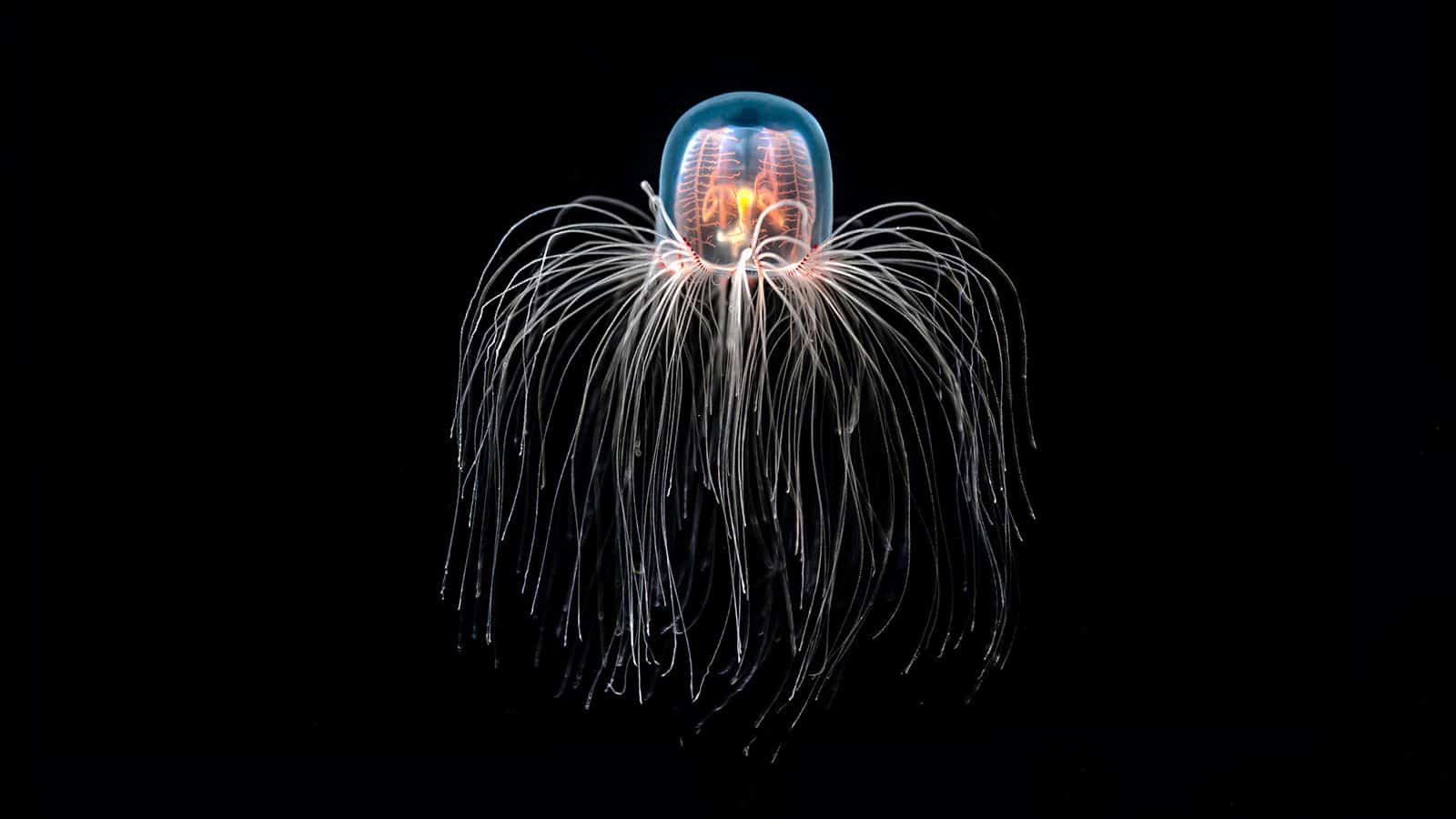 Immortal_Jellyfish