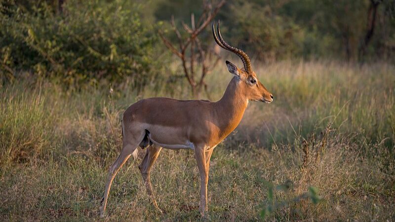 Impala