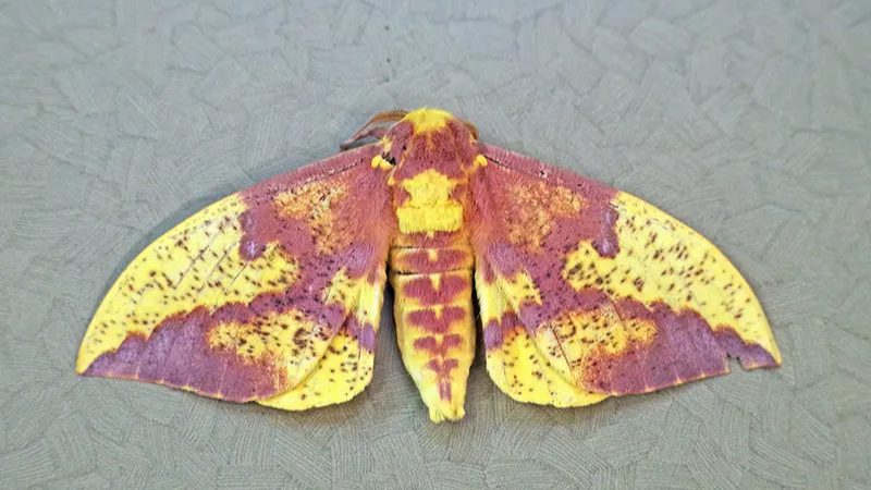 Imperial_Moth