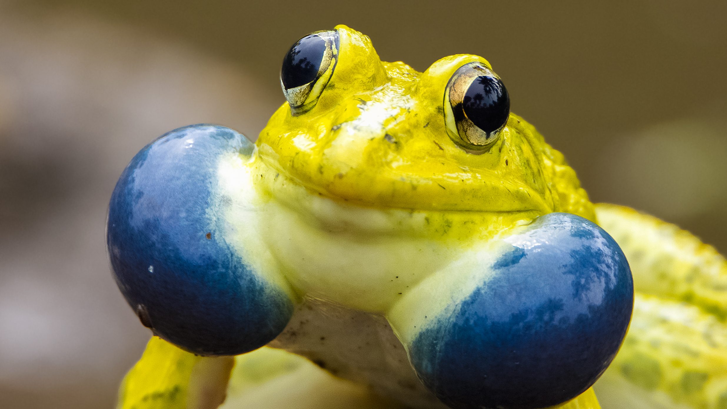 Indian_Bullfrog