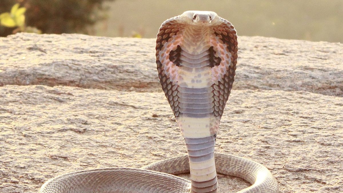 Indian_Cobra