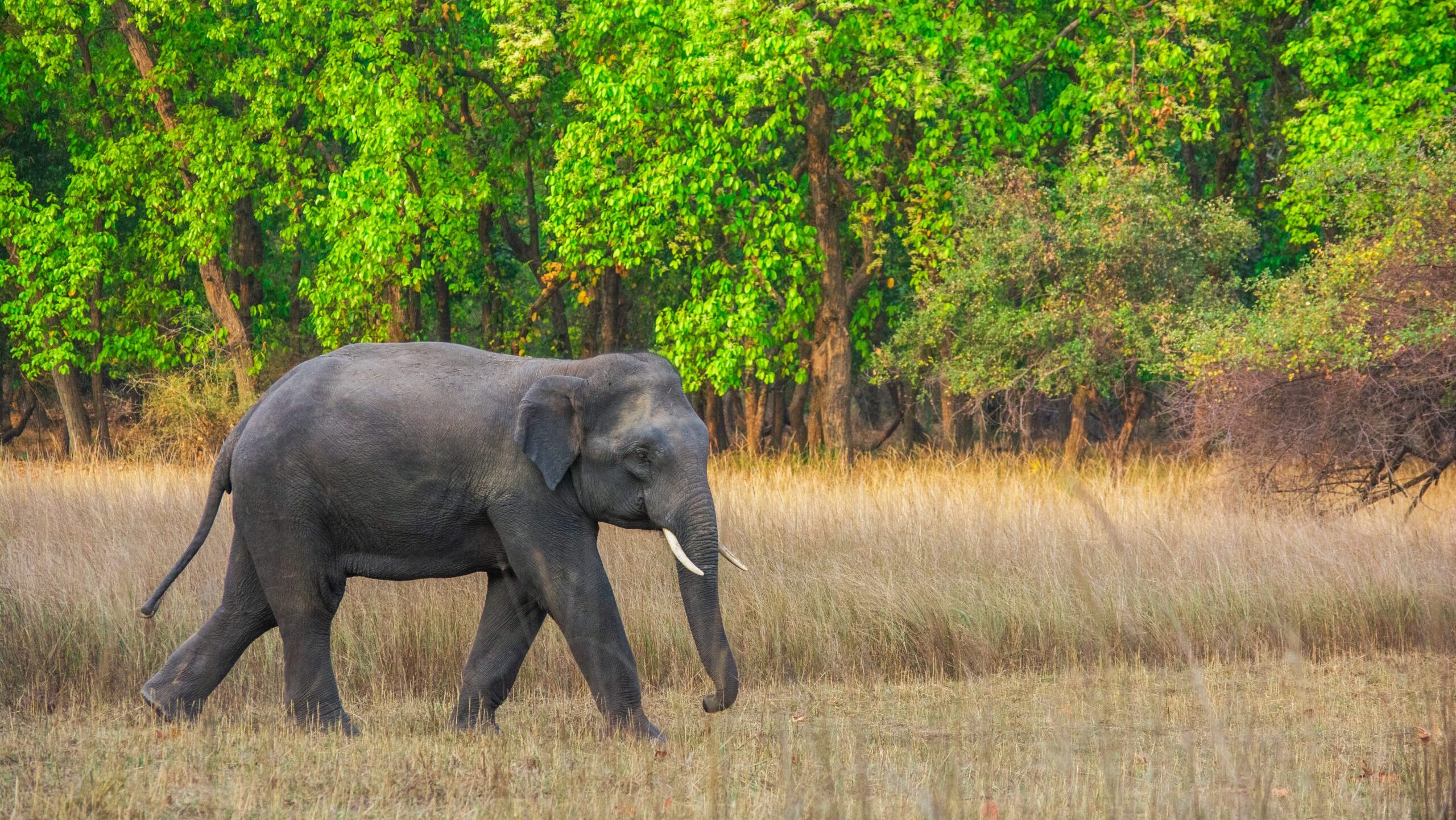 Indian_Elephant