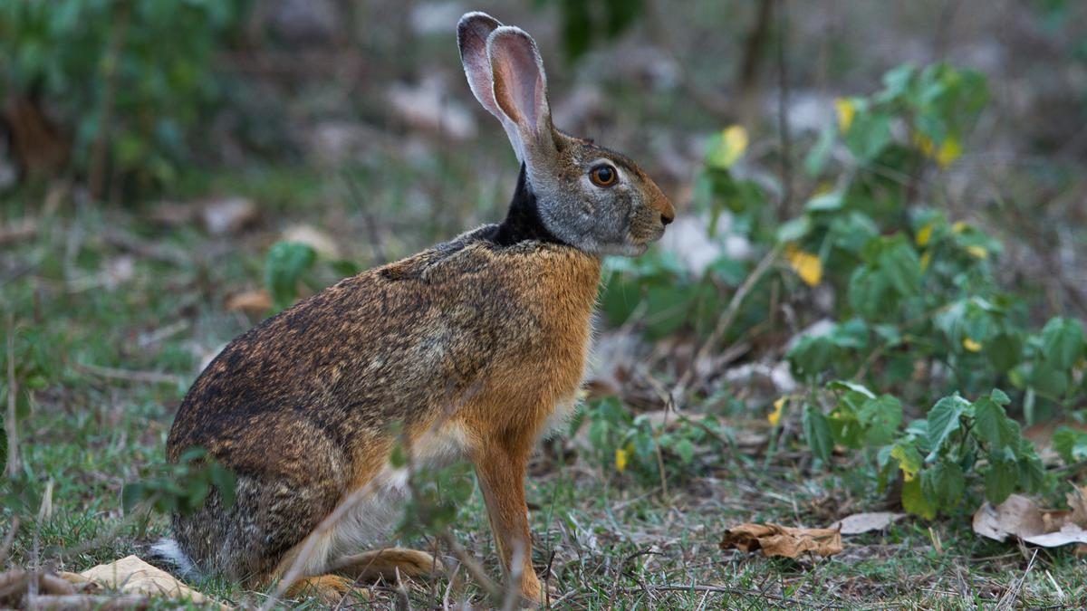 Indian_Hare